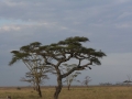 Serengeti-47