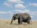 Serengeti-472