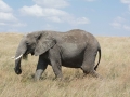 Serengeti-473