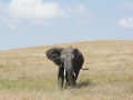 Serengeti-474