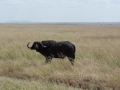 Serengeti-475
