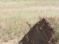 Serengeti-476