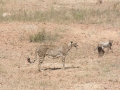 Serengeti-477