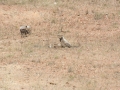 Serengeti-479