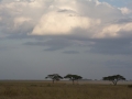 Serengeti-48