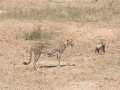 Serengeti-481