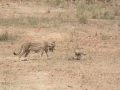 Serengeti-482