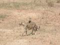 Serengeti-483