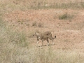 Serengeti-484