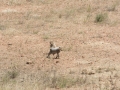 Serengeti-485