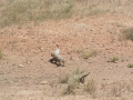 Serengeti-489