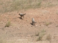 Serengeti-490