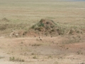 Serengeti-491