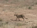 Serengeti-492