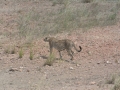 Serengeti-493