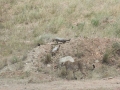 Serengeti-494