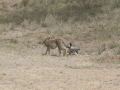 Serengeti-496