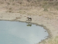 Serengeti-498
