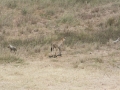 Serengeti-499