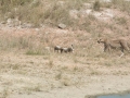 Serengeti-504