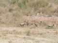 Serengeti-507