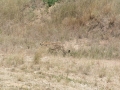Serengeti-508