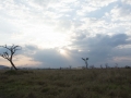 Serengeti-51