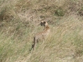 Serengeti-511