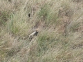 Serengeti-512