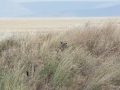 Serengeti-514