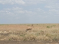 Serengeti-517