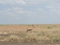 Serengeti-517