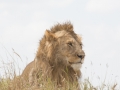 Serengeti-519