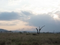 Serengeti-52