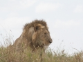 Serengeti-521