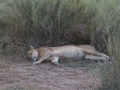 Serengeti-54