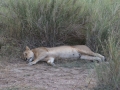 Serengeti-55
