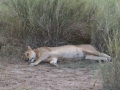 Serengeti-58