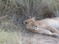 Serengeti-59