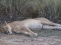 Serengeti-60