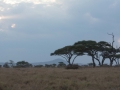 Serengeti-62