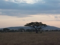 Serengeti-63