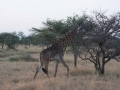 Serengeti-65
