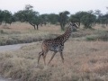 Serengeti-66