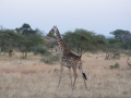 Serengeti-67