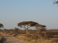 Serengeti-75