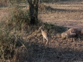 Serengeti-78