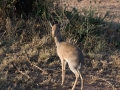 Serengeti-80