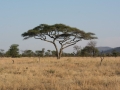Serengeti-81