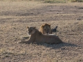 Serengeti-82